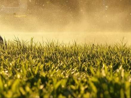 Thick green grass lit from behind at golden hour with a mower working just beyond.