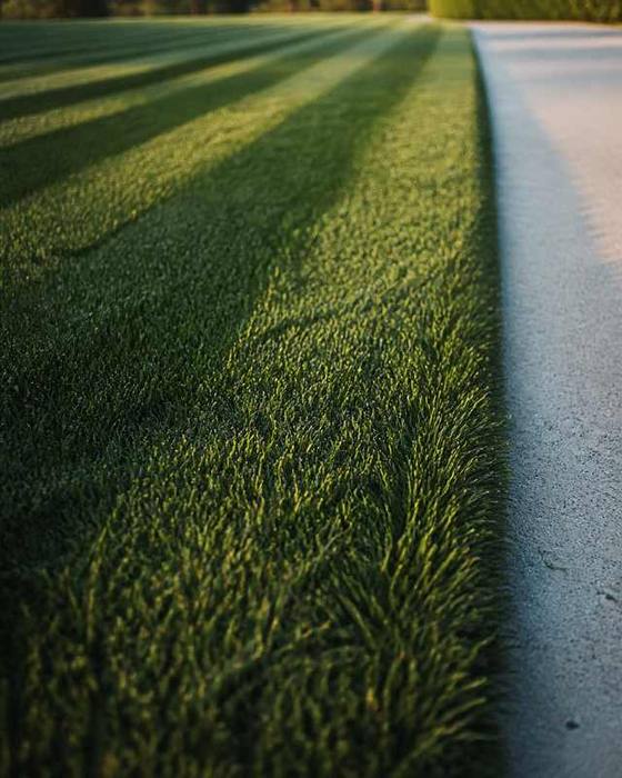 A close crop of mown grass meeting a clean concrete edge, stripes and a crisp cut line in low
           sun.