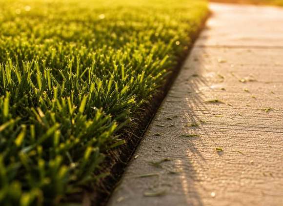 A knife-sharp edge where deep green lawn meets a clean concrete sidewalk, blades lit from
behind.