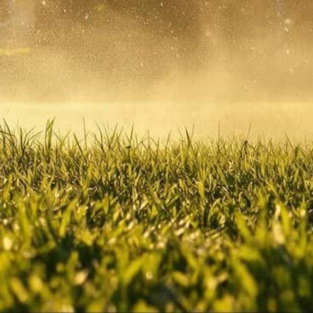 Thick green grass lit from behind at golden hour with a mower working just beyond.
